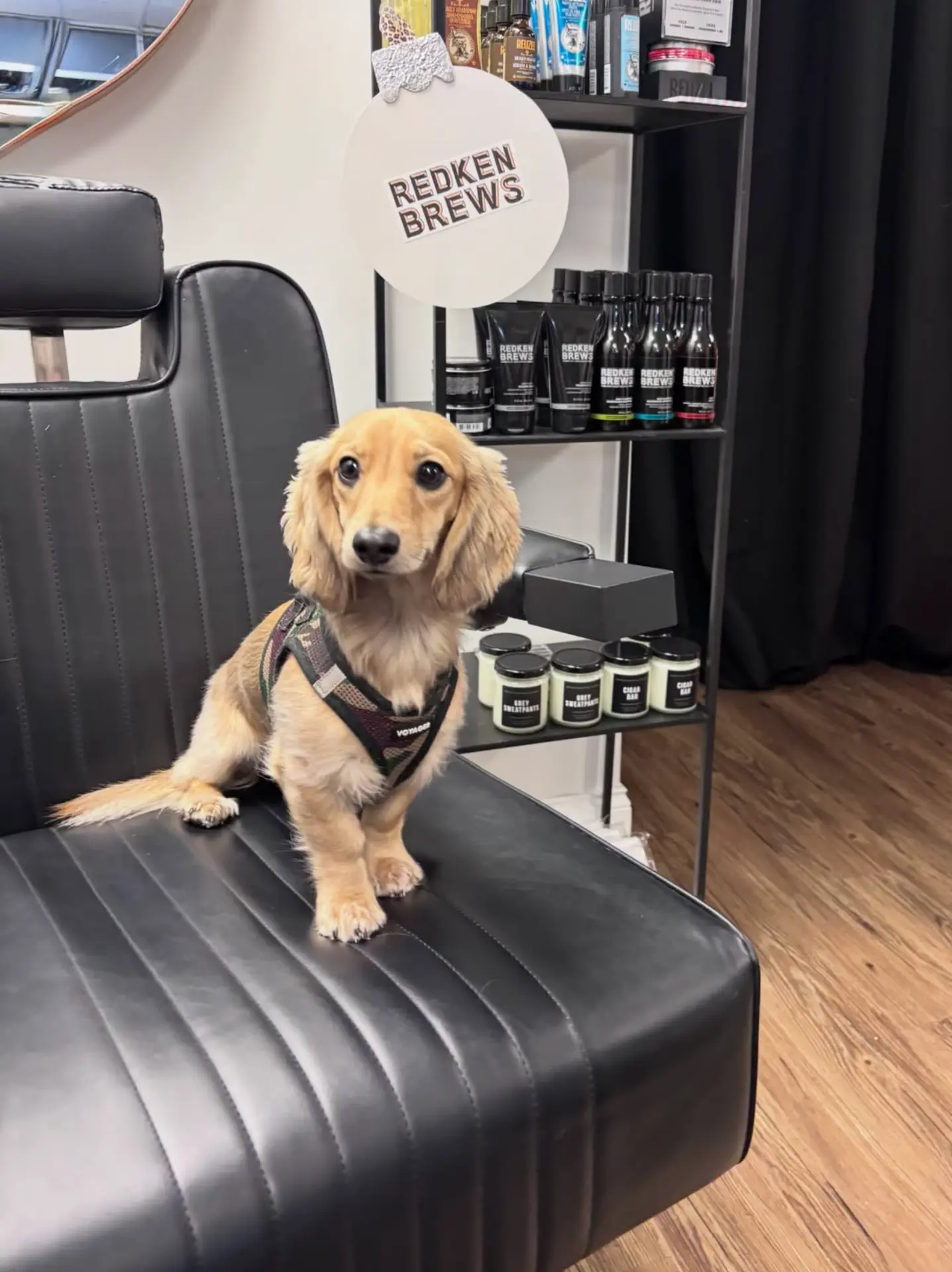 Bruno, the shop dog, keeping the barber chair warm